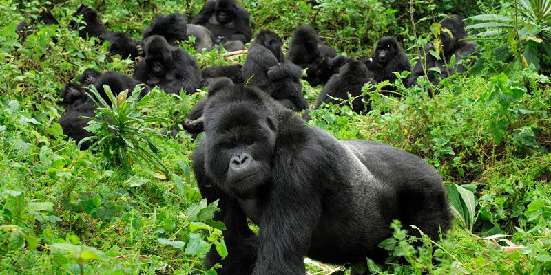gorillas